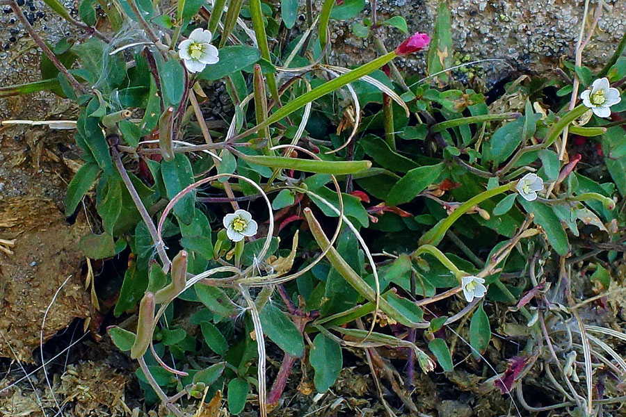 Epilobium collinum / Epilobio di collina